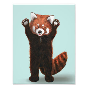 Foto Red Panda Impressão
