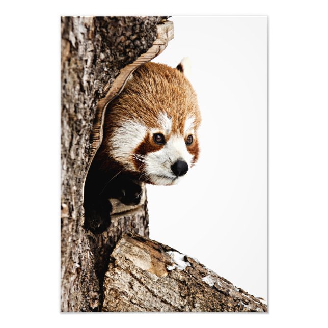 Foto Red Panda Peek-a-Boo (Frente)