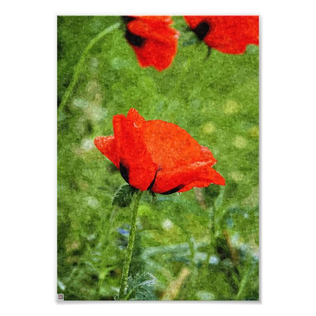 Foto Red Poppy (Frente)
