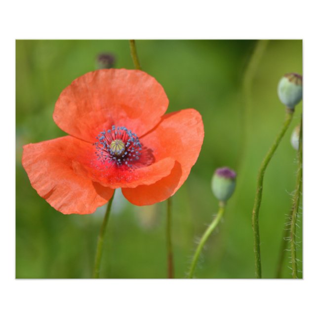 Foto Red Poppy (Frente)