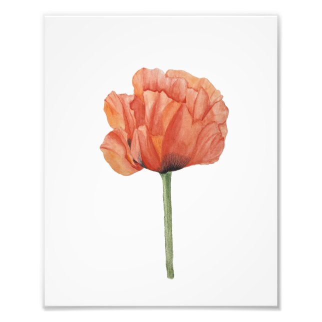 Foto Red Poppy Watercolor Botanical Print (Frente)