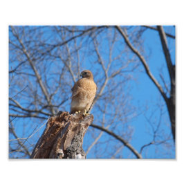 Foto Red Shoulder Hawk