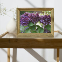 Red Violet Hydrangea Blooms Floral