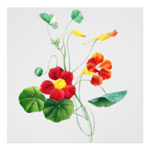Foto Red Willow II Reverie: Vintage Botanical