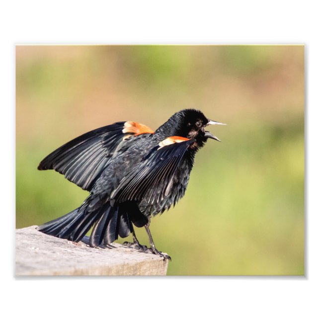Foto Red Winged Blackbird Singing (Frente)