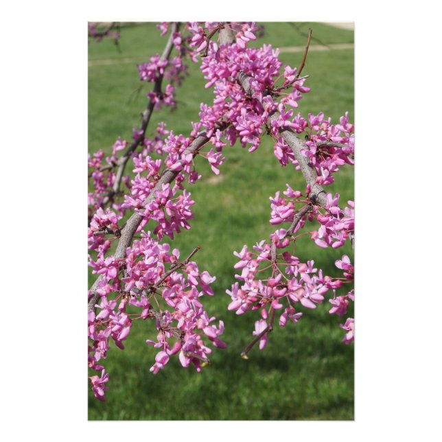 Foto Redbud 24"x36" (Frente)