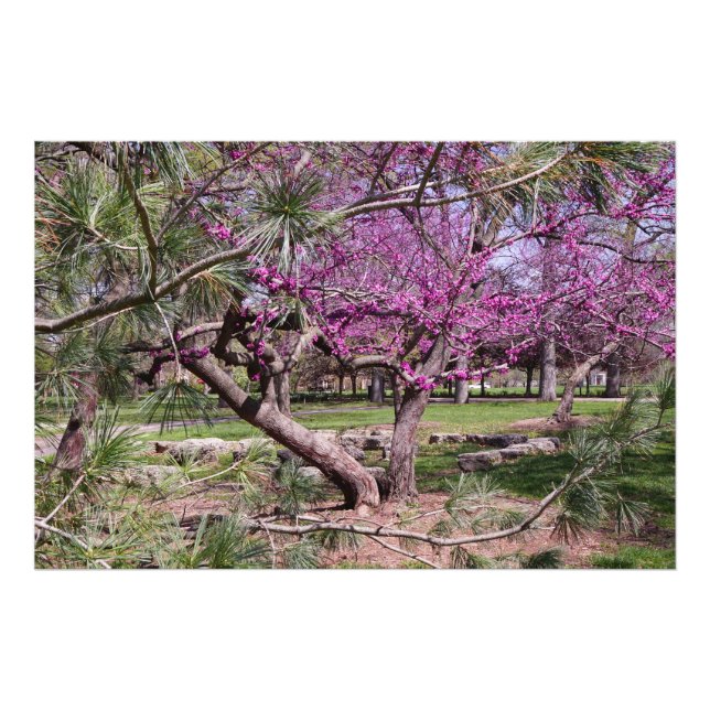 Foto Redbud e pino de 36"x24" (Frente)