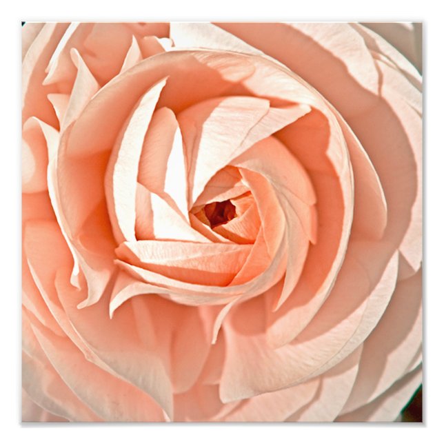 Foto Redemoinho de Ranunculus (Frente)