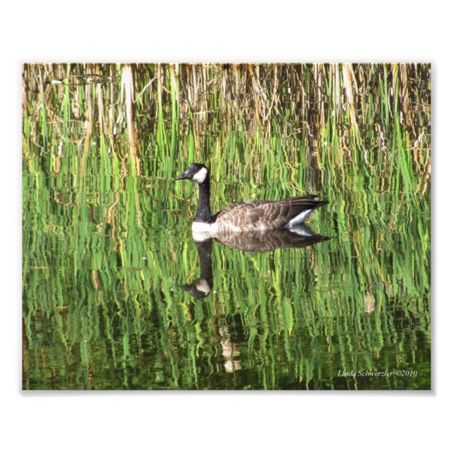 Foto Reflexão Canadiana sobre Ganso 8X10 (Frente)