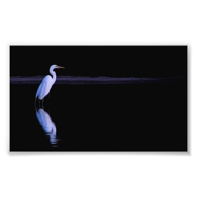 Foto reflexão de um Egret (Frente)