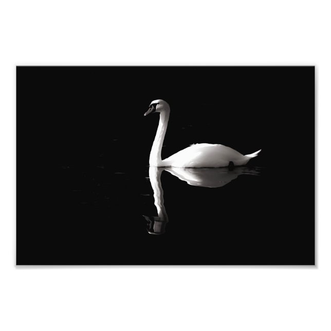 Foto Reflexão Do Cisne Branco Elegante No Lago Negro (Frente)