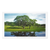 "Reflexões de uma Terra Maravilha Florestal", Deco