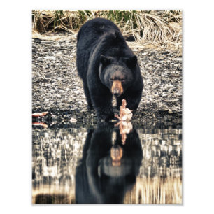 Foto Reflexões do urso preto