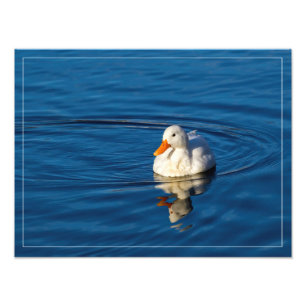 Foto Reflexos do Pequeno Pato Branco