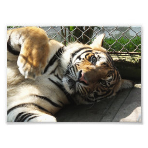 Foto Reino do tigre