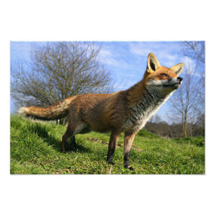 Foto Reino Unido, Inglaterra. Raposa Vermelha (Vulpes v