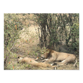 Foto Reis Descansando – Par de Leões Africanos Impressã