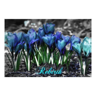 Foto Renascimento de flores azuis do açafrão do Aqua