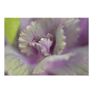 Foto Repolho decorativo