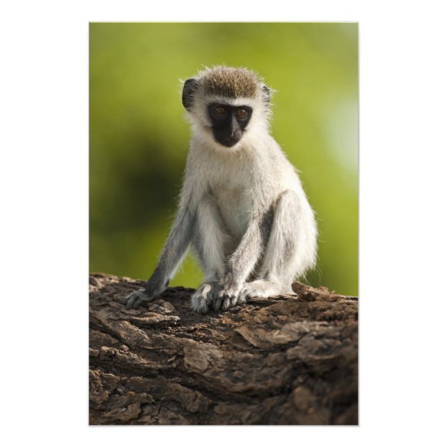 Foto Reserva de Caça Samburu, Quênia, Macaco Vervet, (Frente)