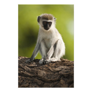 Foto Reserva de Jogo Samburu, Quénia, Macaco Vervet,