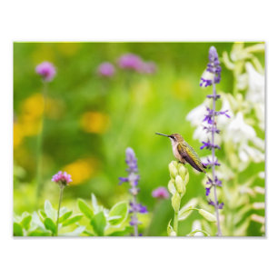 Foto Resto do colibri