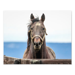 Foto retrato 14x11 de um cavalo