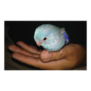 Foto Retrato azul pacífico de Parrotlet do pássaro de