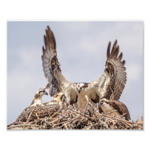 Foto Retrato da família do Osprey