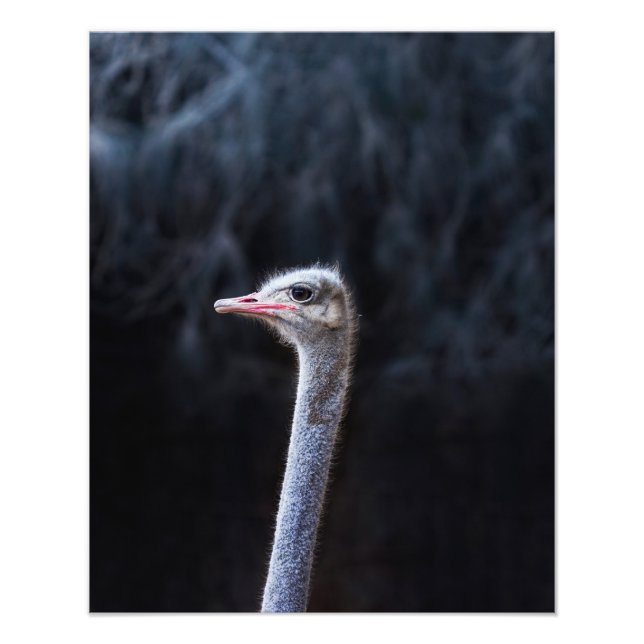 Foto retrato de avestruz (Frente)