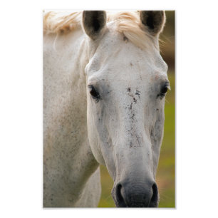 Foto Retrato de Cavalo Branco