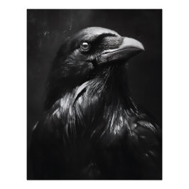 Foto Retrato de Corvo Monocromático