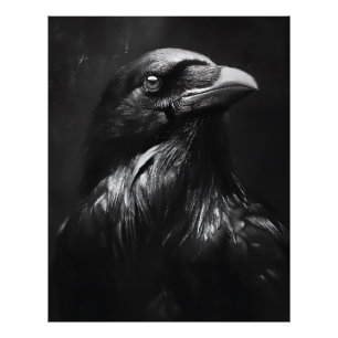 Foto Retrato de Corvo Monocromático