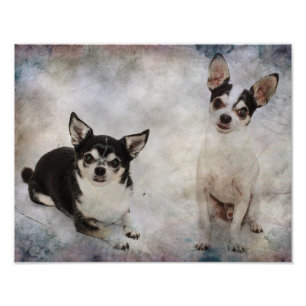 Foto Retrato de dois chihuahua