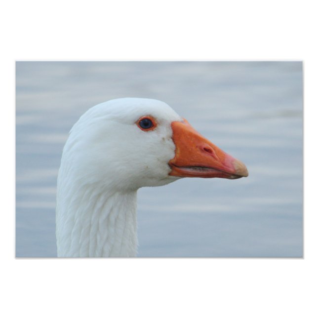 Foto Retrato de Ganso Branco (Frente)
