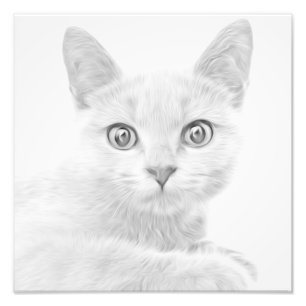 Foto Retrato de Gatinho SUPER-CUTE
