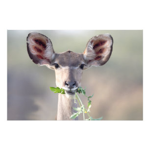 Foto Retrato de Kudu