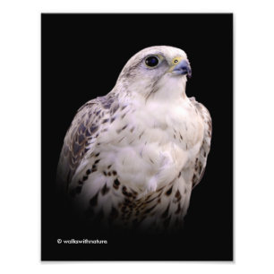 Foto Retrato de um Falcão de Saker Inquisitivo