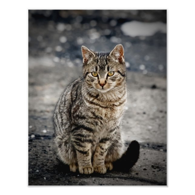 Foto Retrato de um gato (Frente)