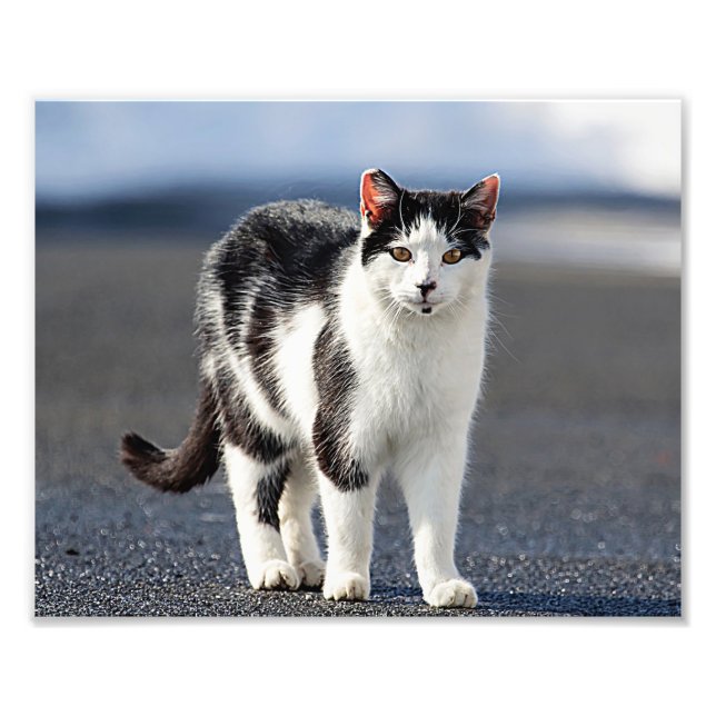 Foto Retrato de um gato (Frente)