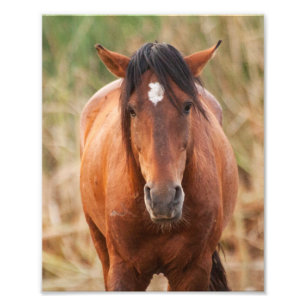 Foto Retrato de um mustang selvagem