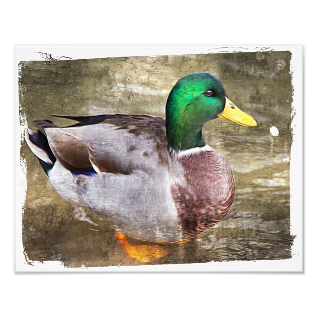 Foto Retrato de um pato-real macho (Frente)