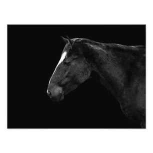 Foto Retrato do cavalo
