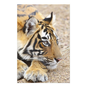 Foto Retrato do Tigre-de-bengala-real, Ranthambhor