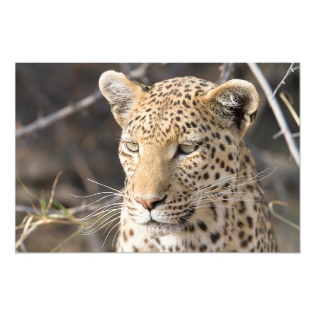 Foto Retrato leopardo (Frente)