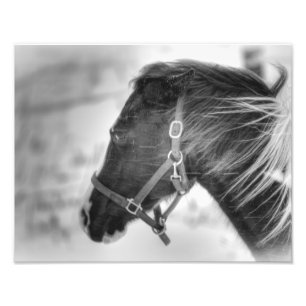 Foto Retrato preto e branco do cavalo