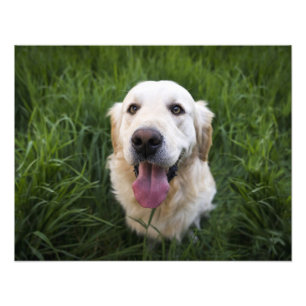 Foto Retriever de Ouro sorridente