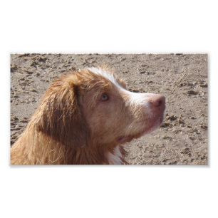 Foto Retriever_de_Toller_de_Nova_Escócia