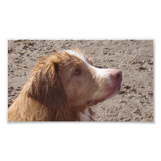 Foto Retriever_de_Toller_de_Nova_Escócia (Frente)