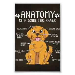 Foto Retriever Ouro de Anatomia Ouro Retriever Lover